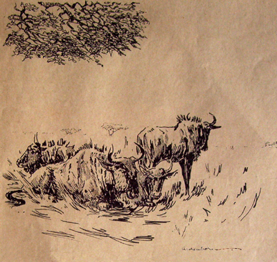 Bild Gnus von Uli Aschenborn